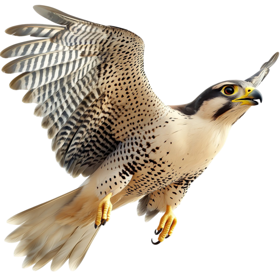 Majestic hawk soaring through the sky looking strong powerful perfect for nature bird enthusiasts png