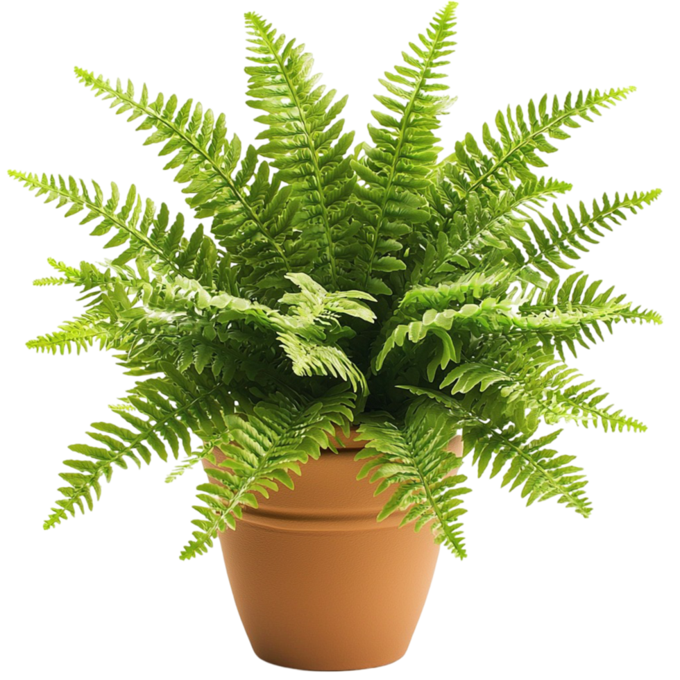 Lush green potted fern delicate leaves thriving beautifully indoors fresh vibrant energy png