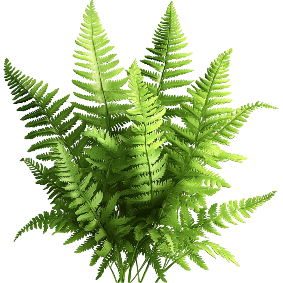 Lush green fern vibrant leaves extending outward creating a refreshing natural botanical display png