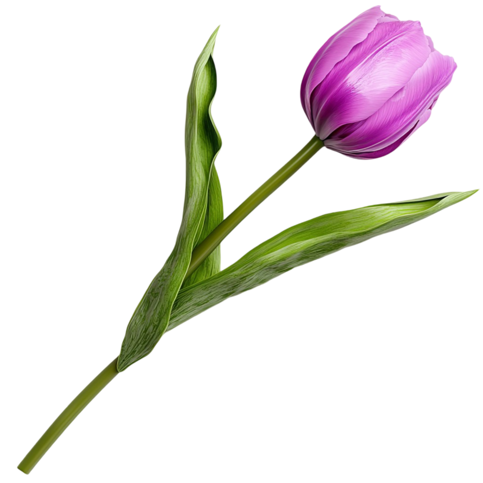 Fresh single purple tulip green stem highlighting elegant floral beauty simple natural elegance png