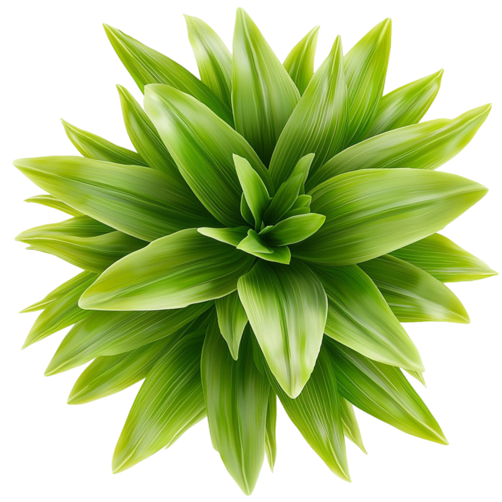 Lush green plant vibrant spiky leaves creating a fresh botanical decor natural indoor greenery png