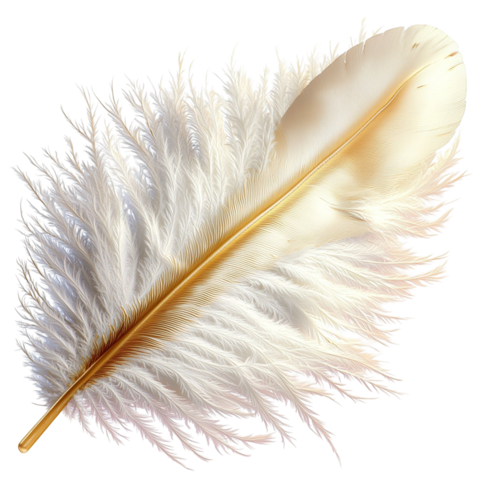 Soft fluffy white feather with subtle golden highlights and intricate textures floating gracefully png