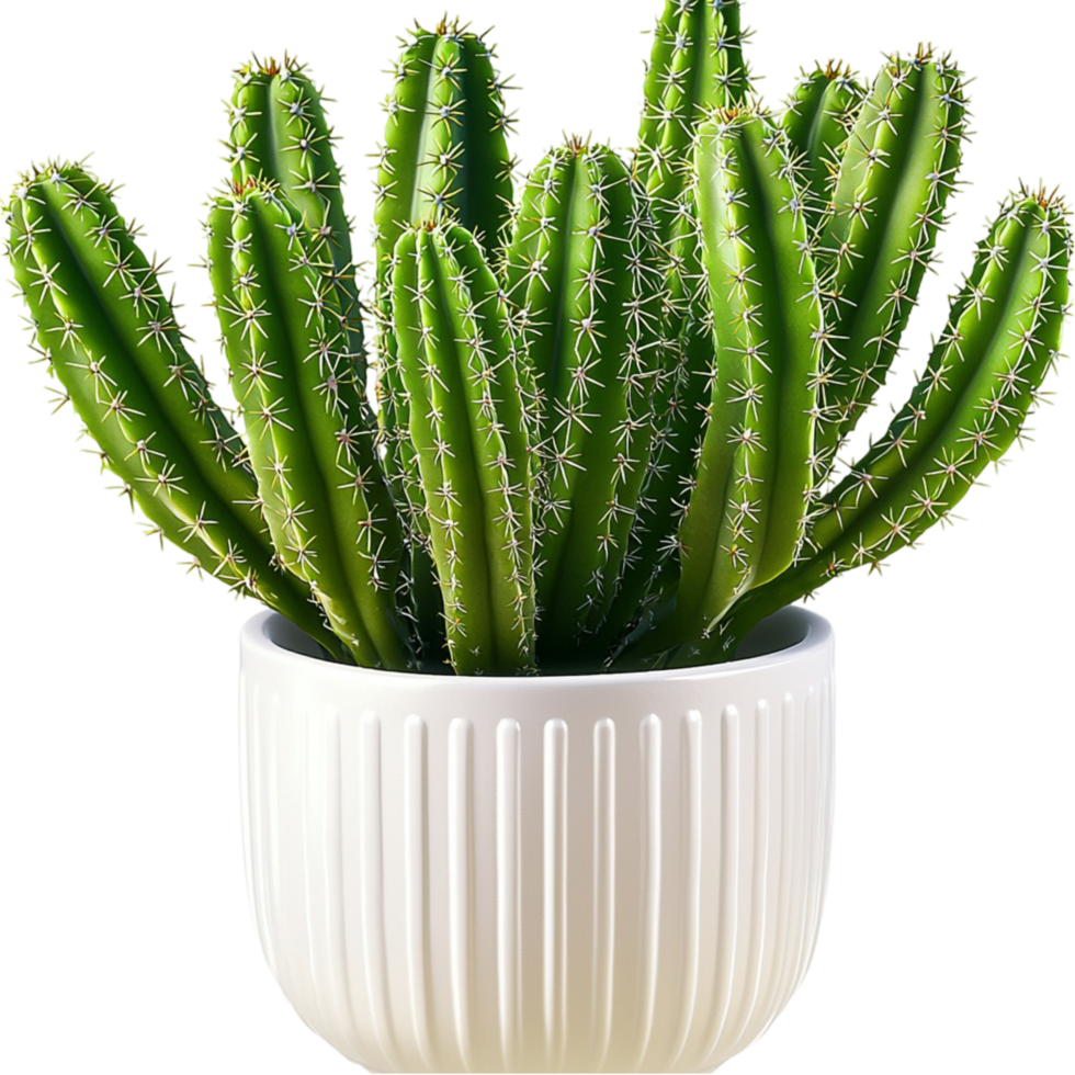 Stylish ceramic pot with green cacti symbolizing nature resilience beauty and decorative indoor plant arrangements png