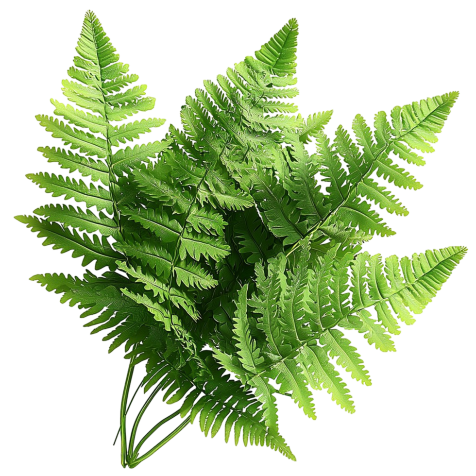 Lush green fern leaves with fresh vibrancy symbolizing nature growth renewal and the beauty of tropical botanical plants png