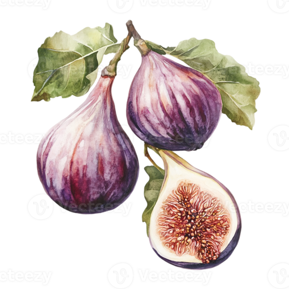 Juicy ripe figs displayed in high resolution, isolated on transparent background png