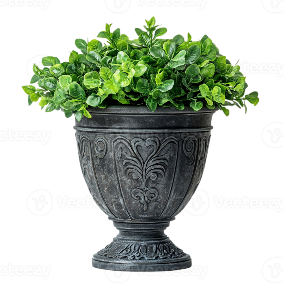 Ornate planter with greenery on black backdropisolated on transparent background png