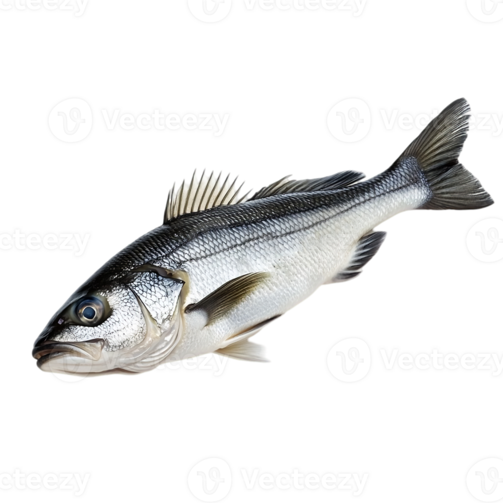 Fresh sea bass close up on a black backdropisolated on transparent background png