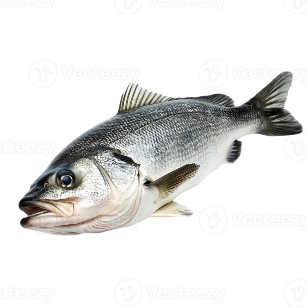 Fresh sea bass isolated on a dark backdropisolated on transparent background png
