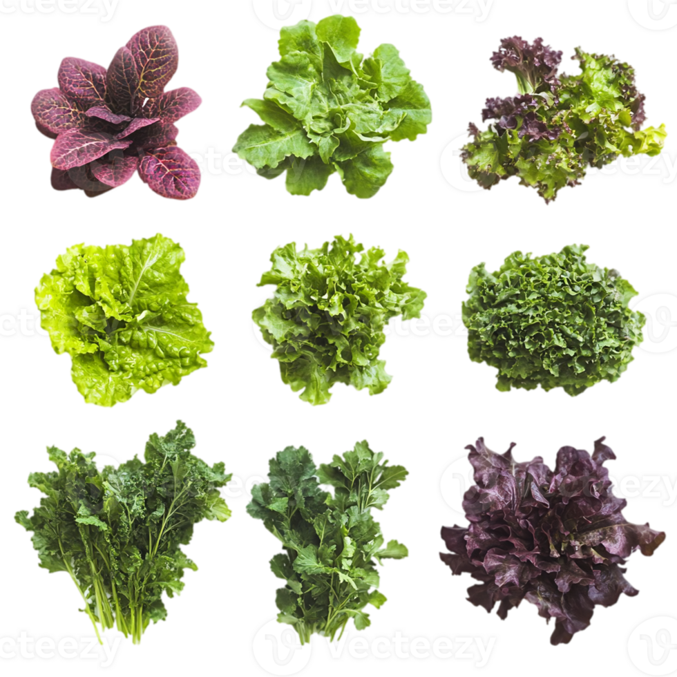 Fresh salad greens assortment food harvestisolated on transparent background png
