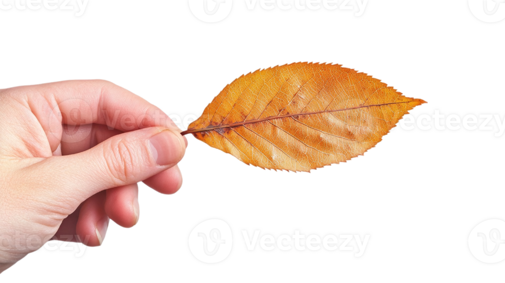 Autumn leaf held by hand on black backdropisolated on transparent background png