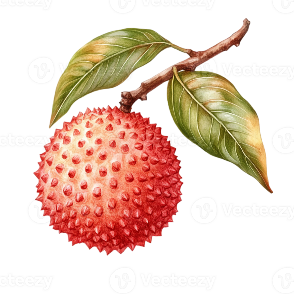 Watercolor lychee fruit botanical illustration isolated on transparent background png