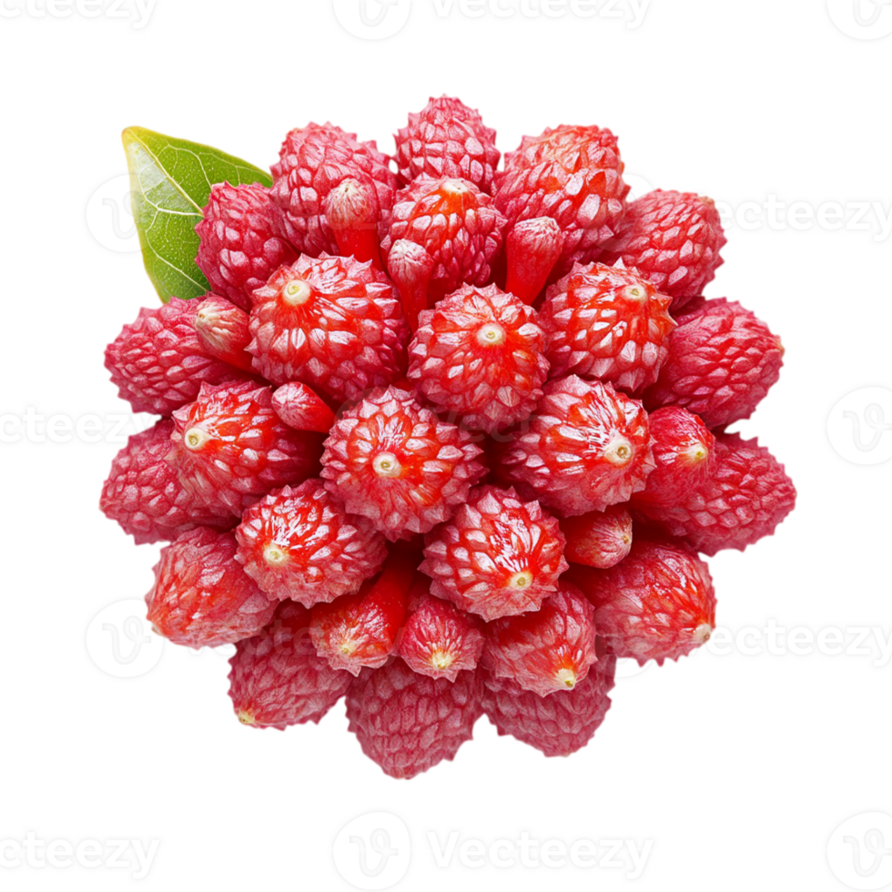 Close up of lychee fruit on a black background isolated on transparent background png