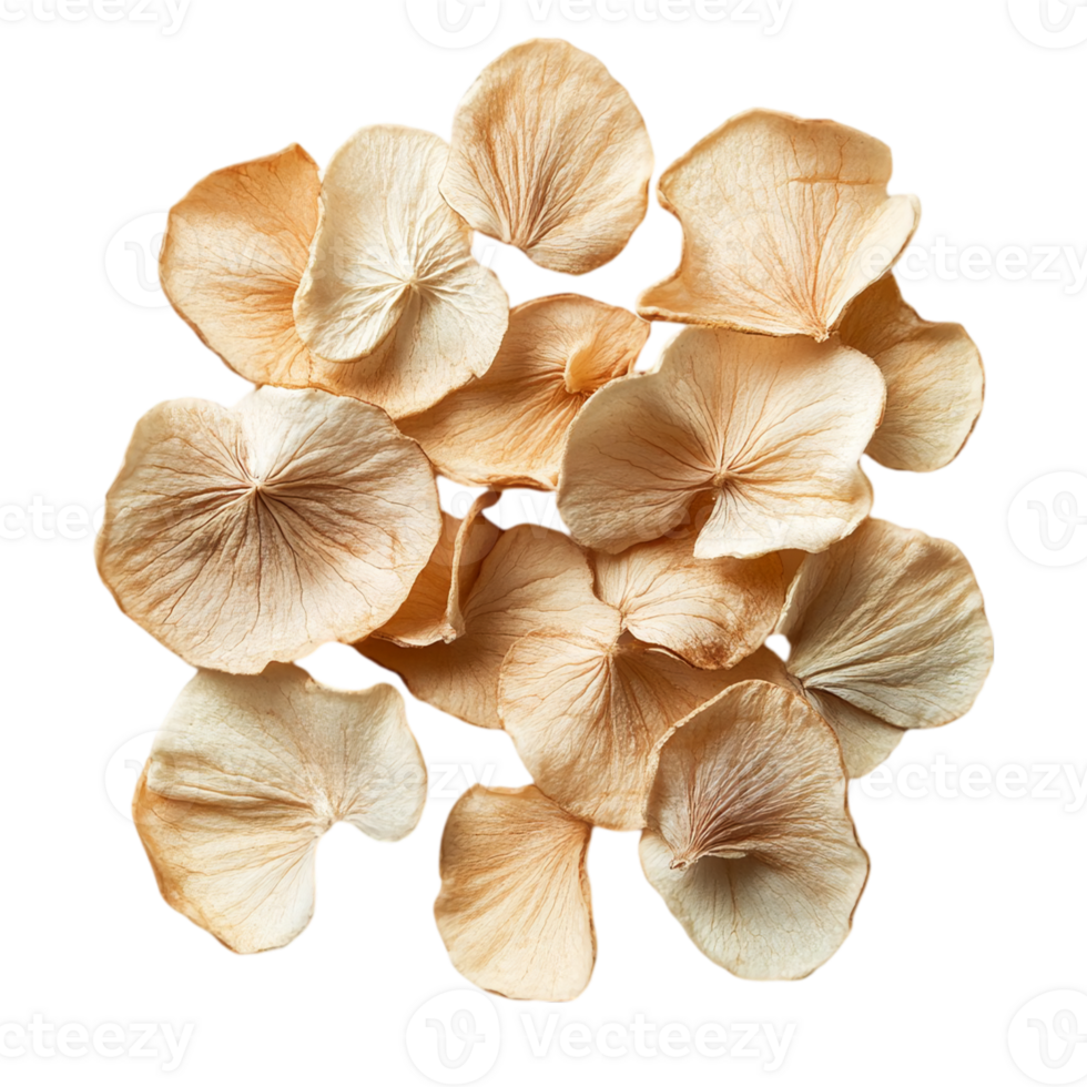 Dried hydrangea petals arrangement on a plain backdrop isolated on transparent background png