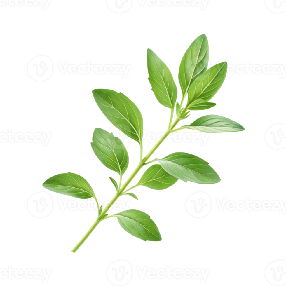 Oregano Sprig with Vibrant Green Leaves Against a Transparent Background png