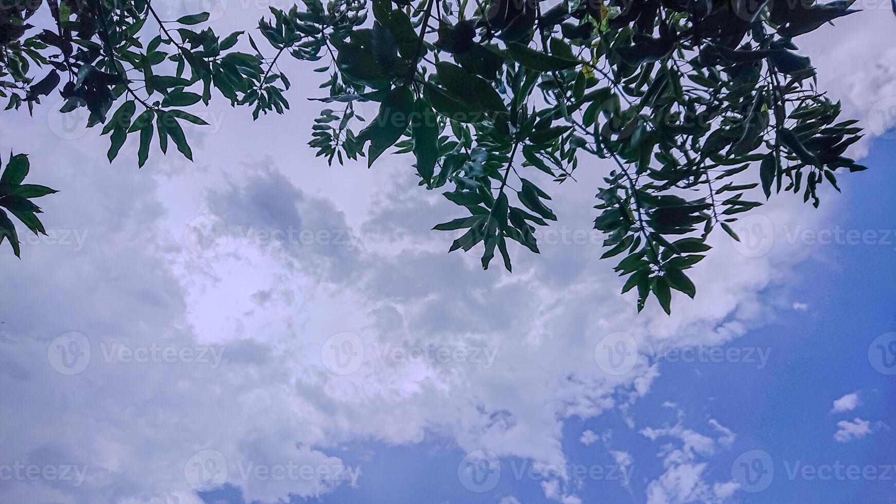 A view of a clear blue sky with white clouds that look like cotton on top. showing a little bit of mango leaves. photo