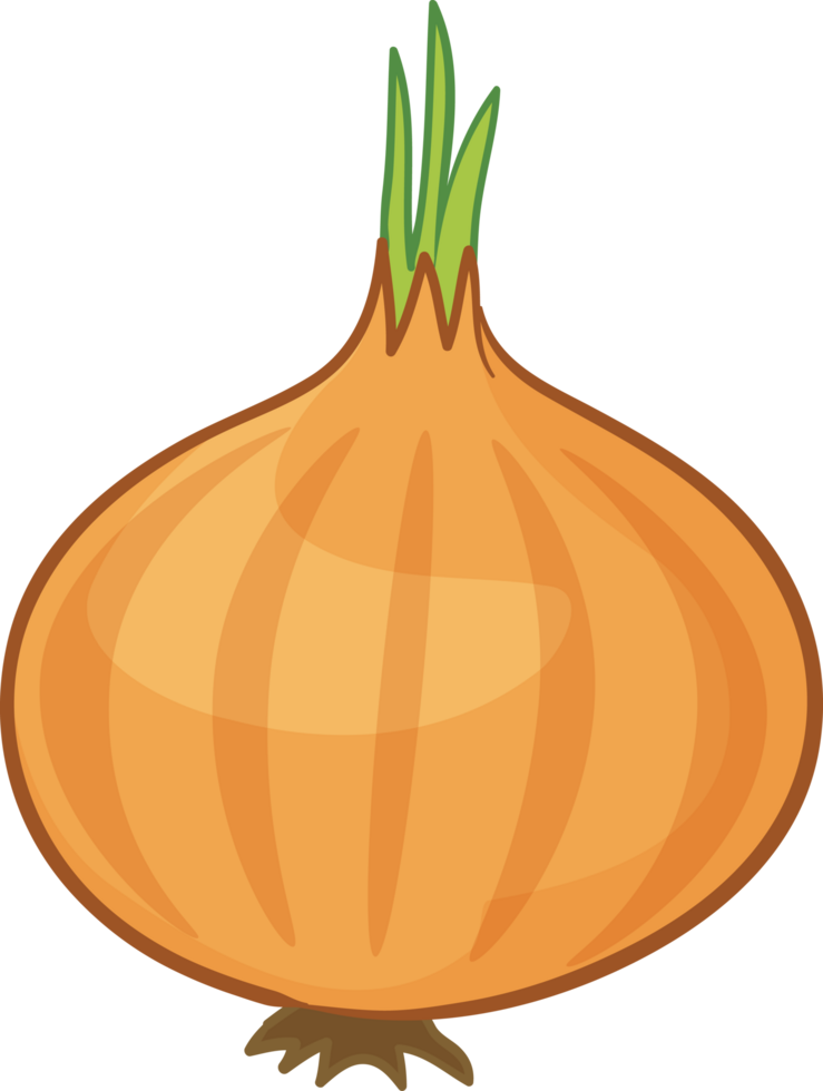 Textbook illustration of an onion beginning to sprout png