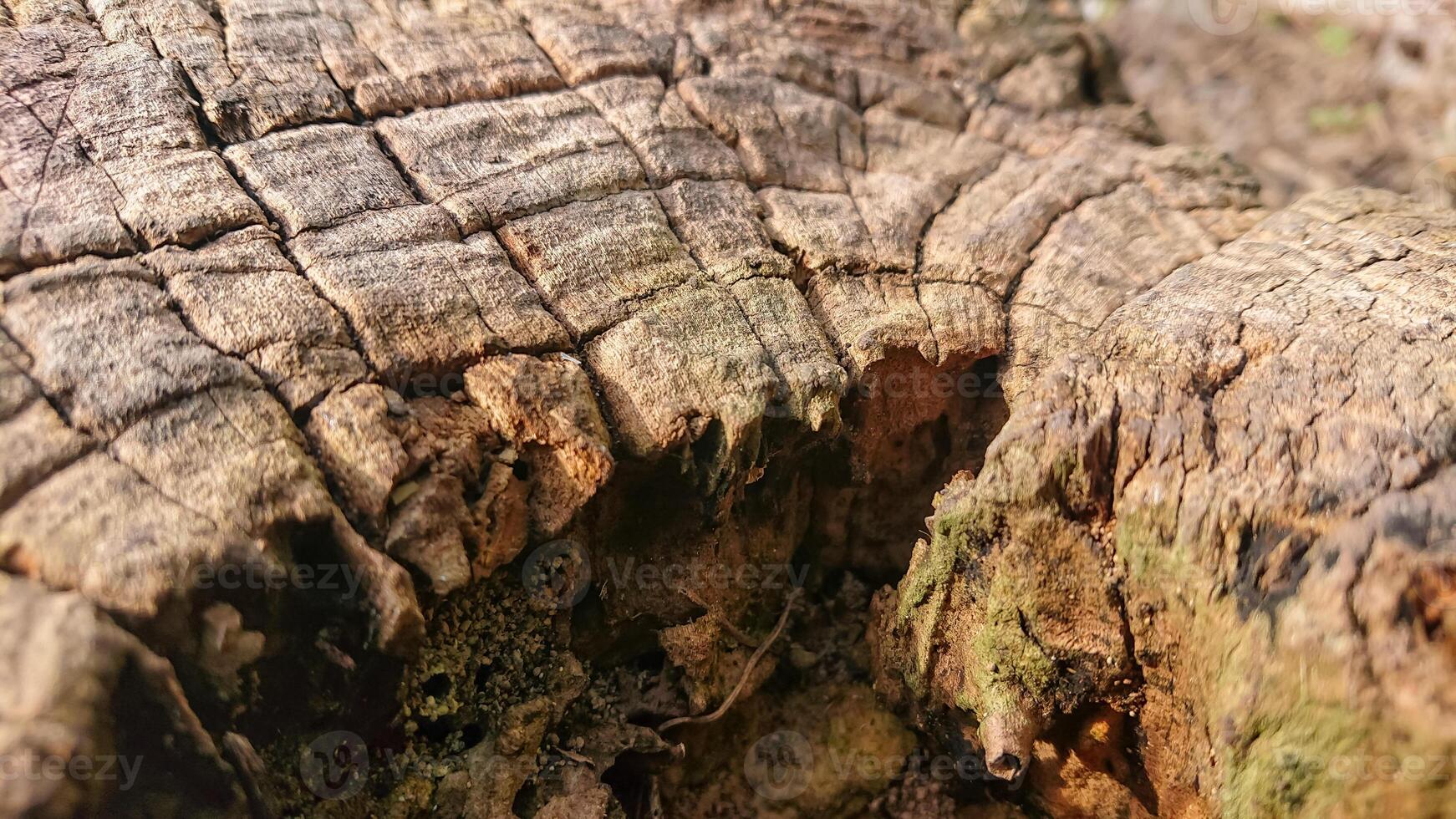 Felled tree trunks. Shows detailed wood texture photo