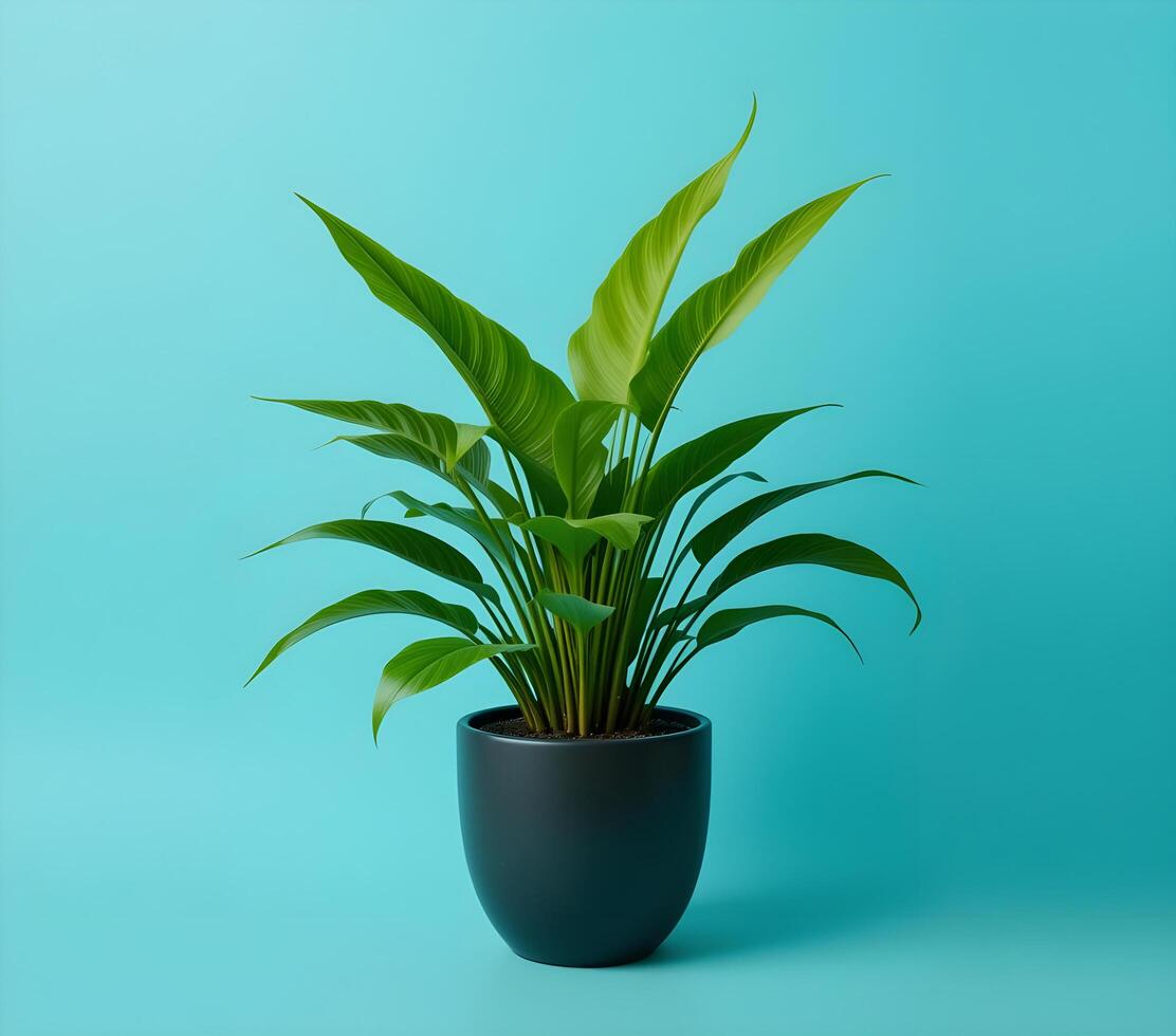 Striking Houseplant in a Dark Pot Against a Teal Background photo