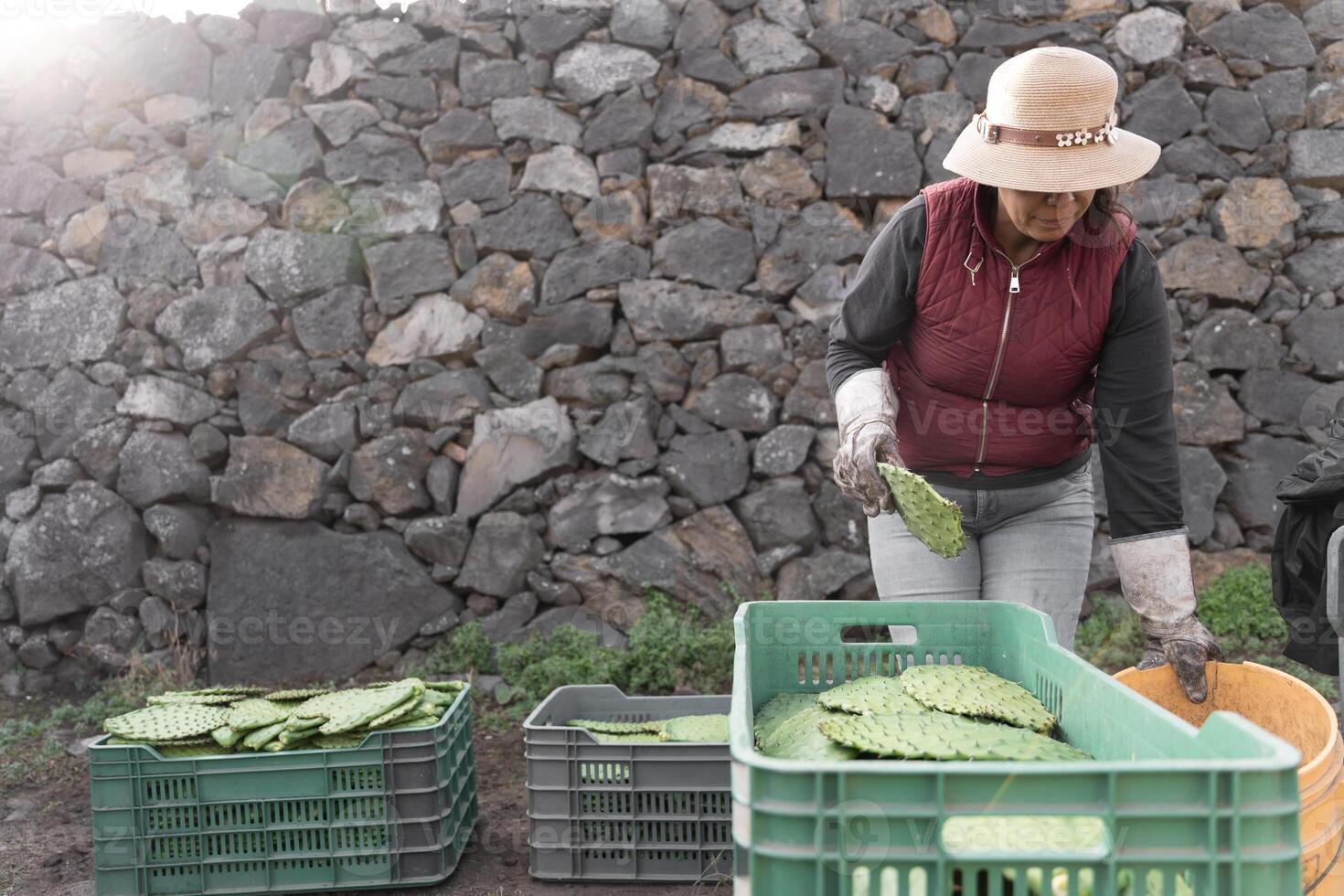 A woman farmer is stacking nopales in a crate after harvesting using gloves photo