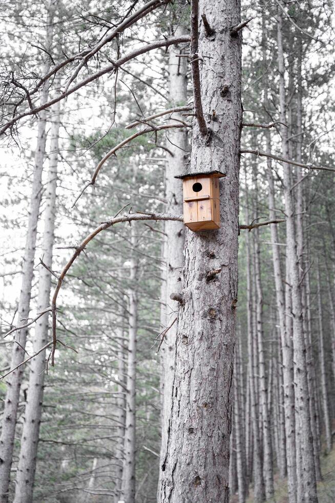 A birdhouse is placed on the high part of a tree in the forest photo