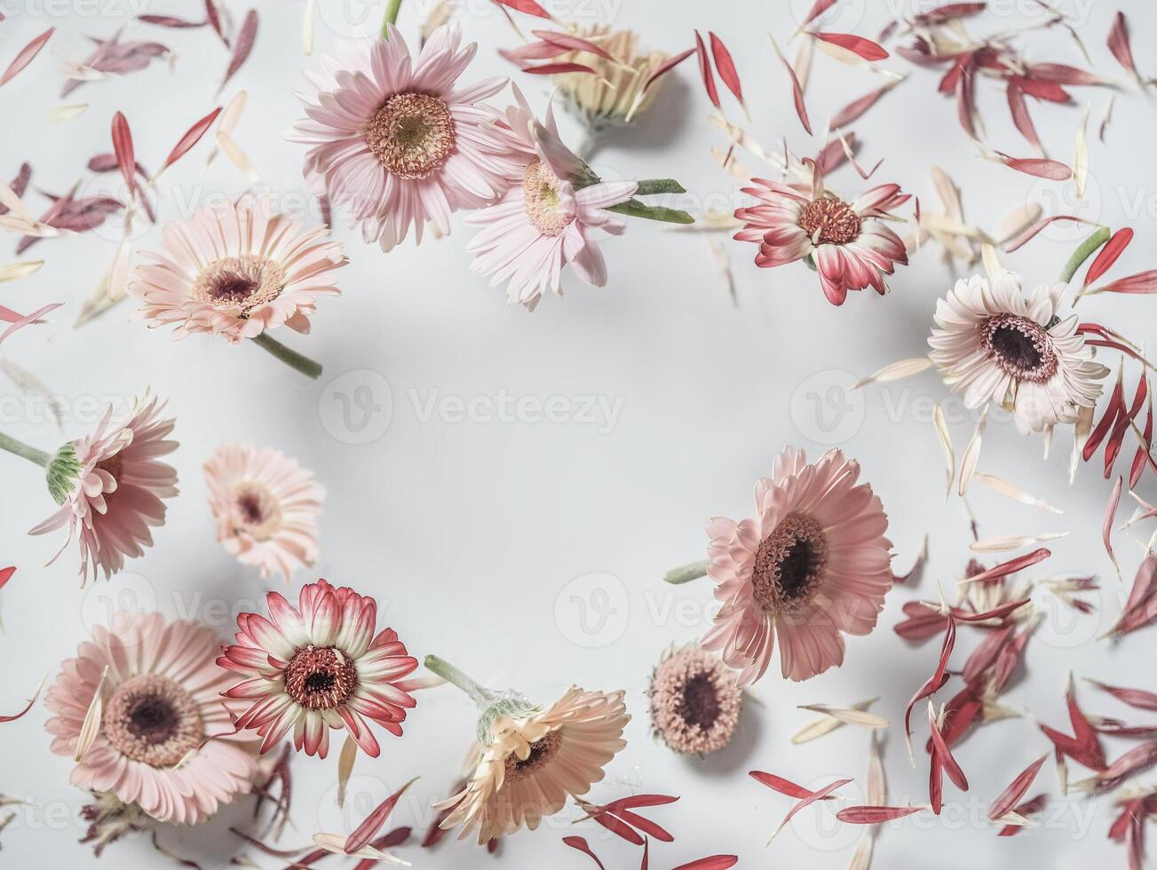 Floral frame made with flying flowers at white background. Levitating blooming of pink gerbera in circle shape. Top view. photo