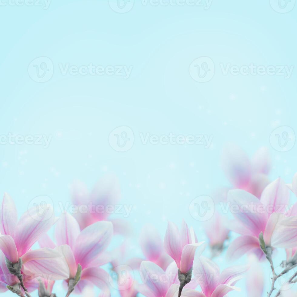 Lovely magnolia flowers blossom background at blue. Springtime nature concept photo