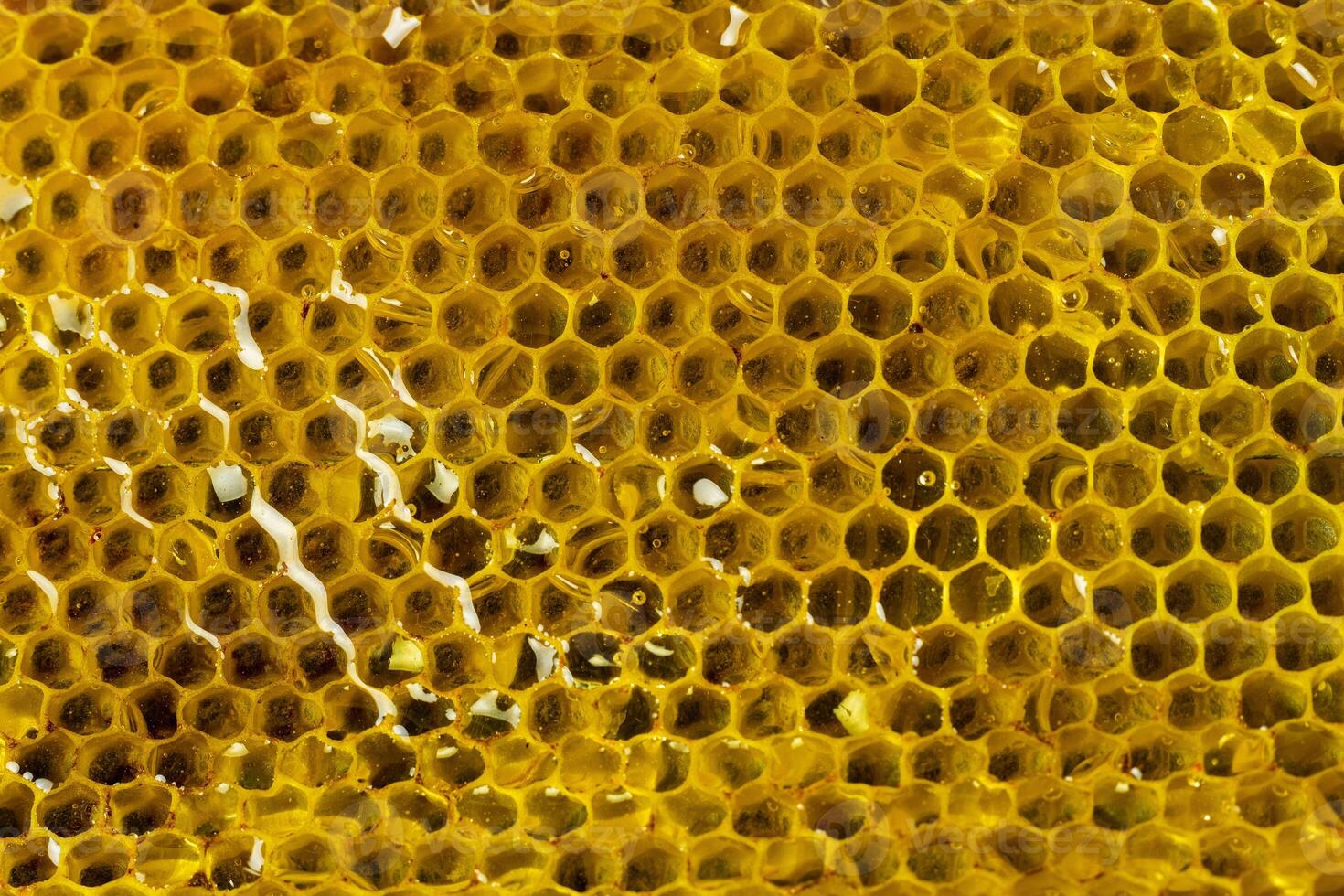 Honeycomb with golden honey photo