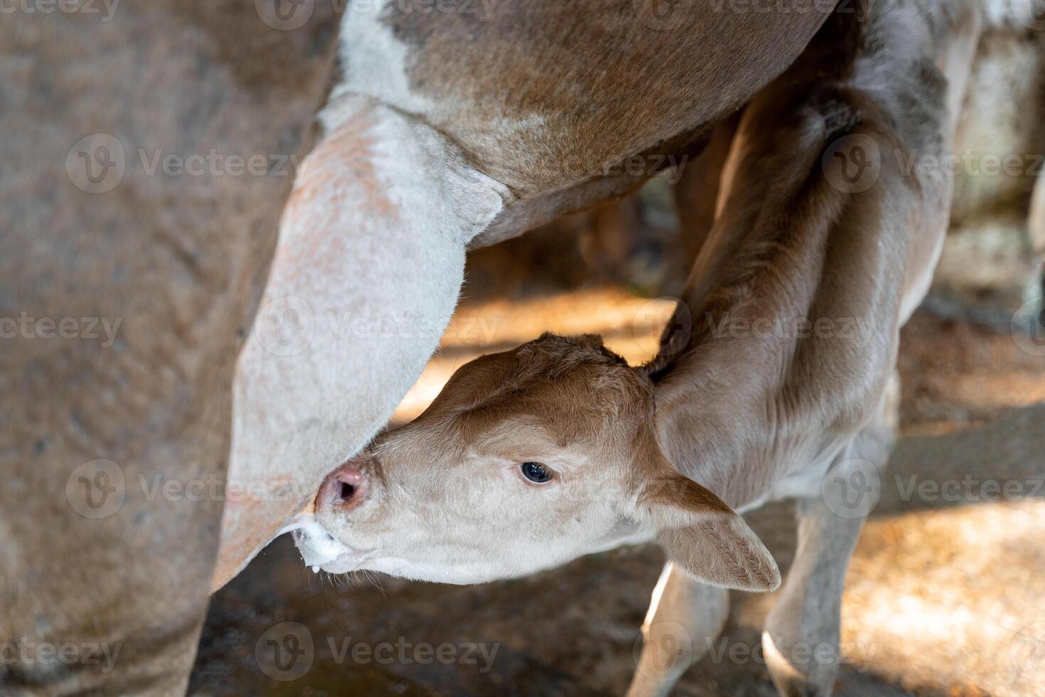 Calf Nursing from Cow in Dairy Farm photo