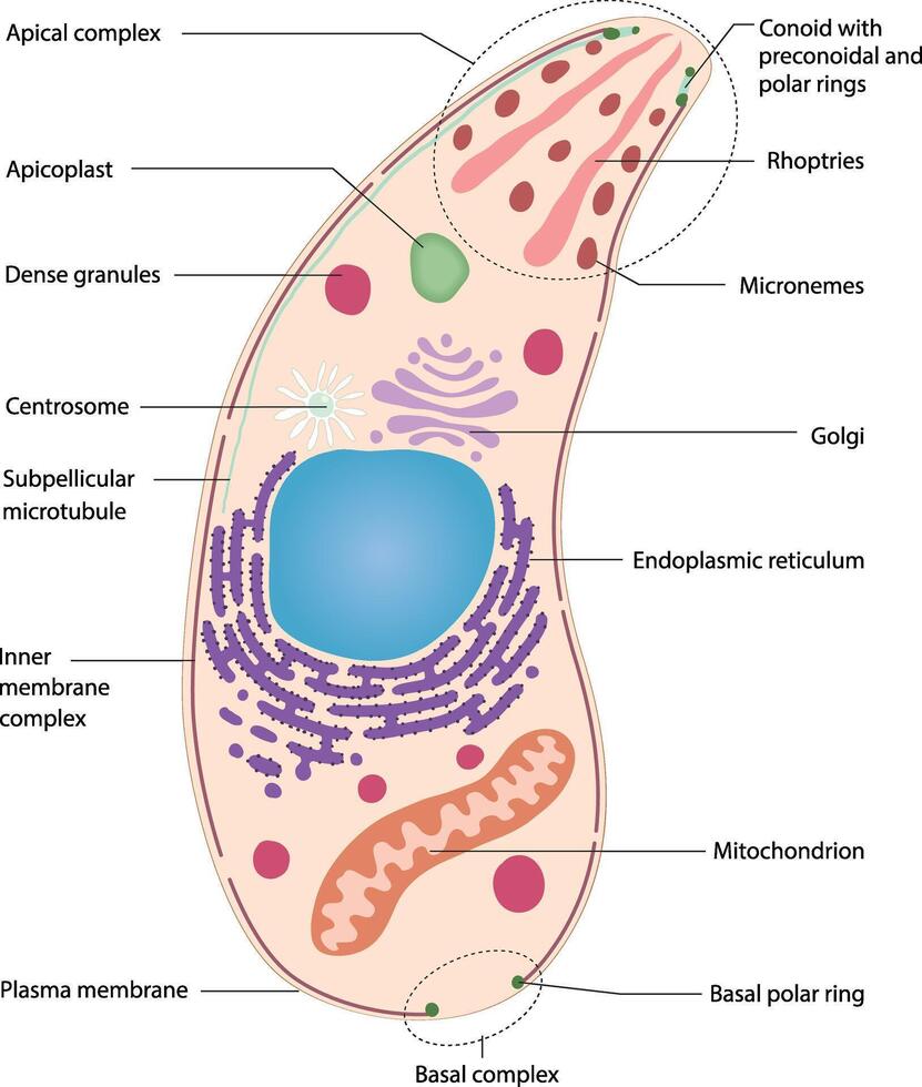 illustration of toxoplasma gondii anatomy diagram vector