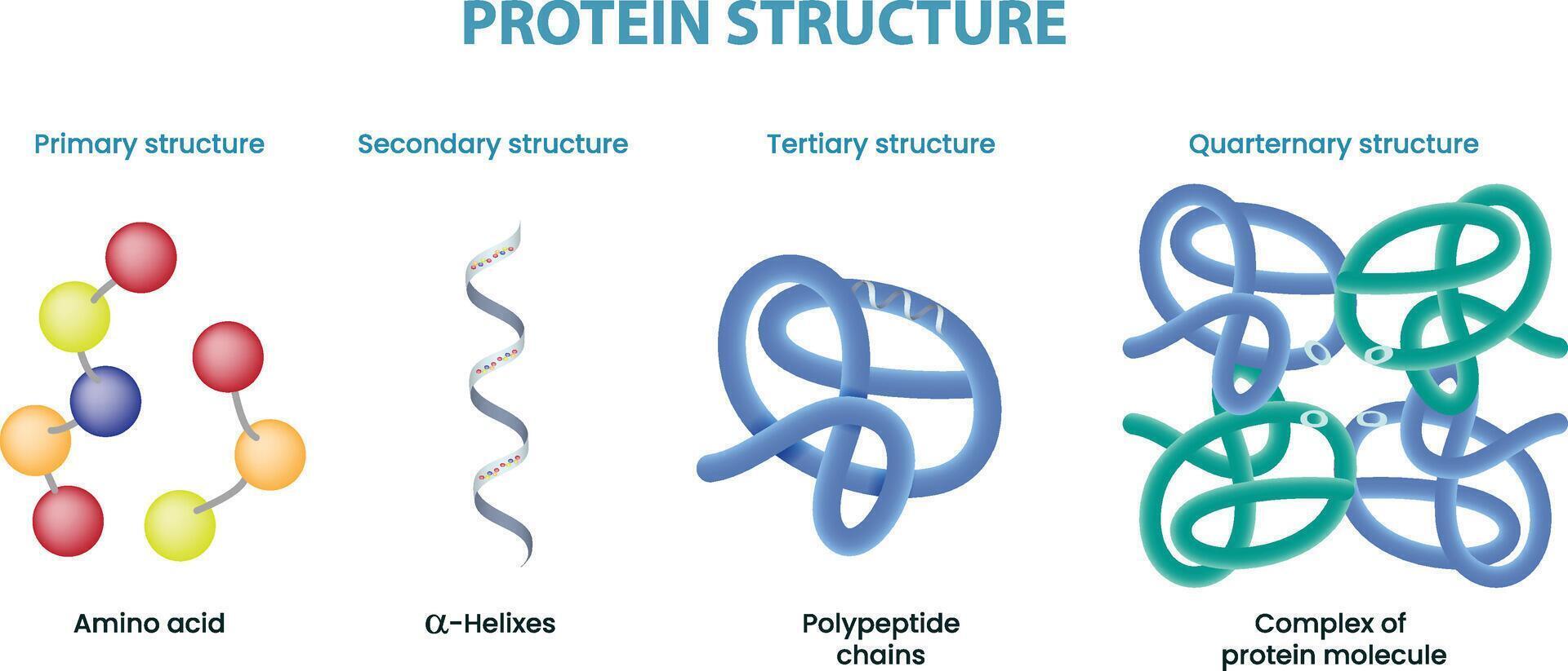 illustration of protein structure diagram vector