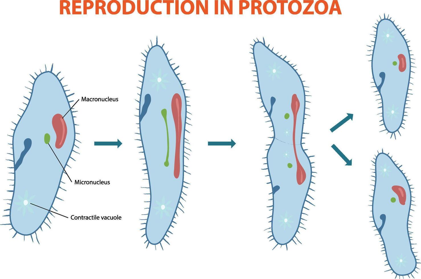 Illustration of protozoa's asexual reproduction diagram vector