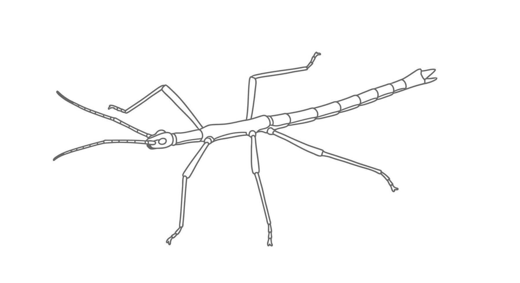 Drawing of a bug with long legs vector