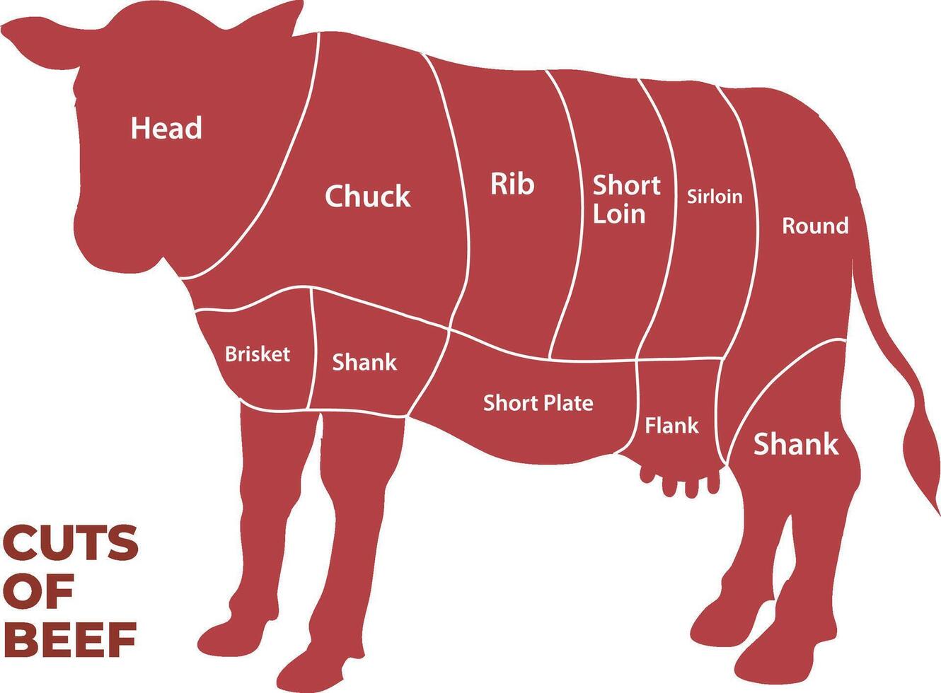 illustration of beef cuts infographic vector