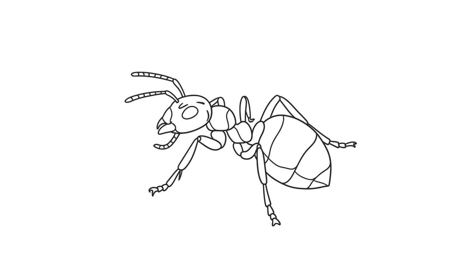 Ant coloring pages for kids vector