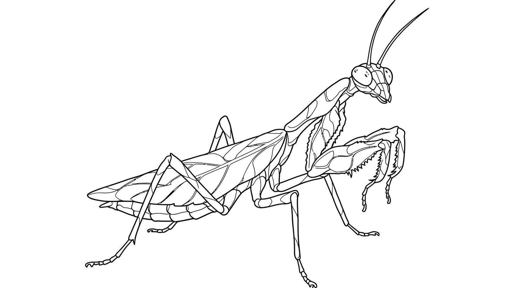 Praying mantis coloring pages vector