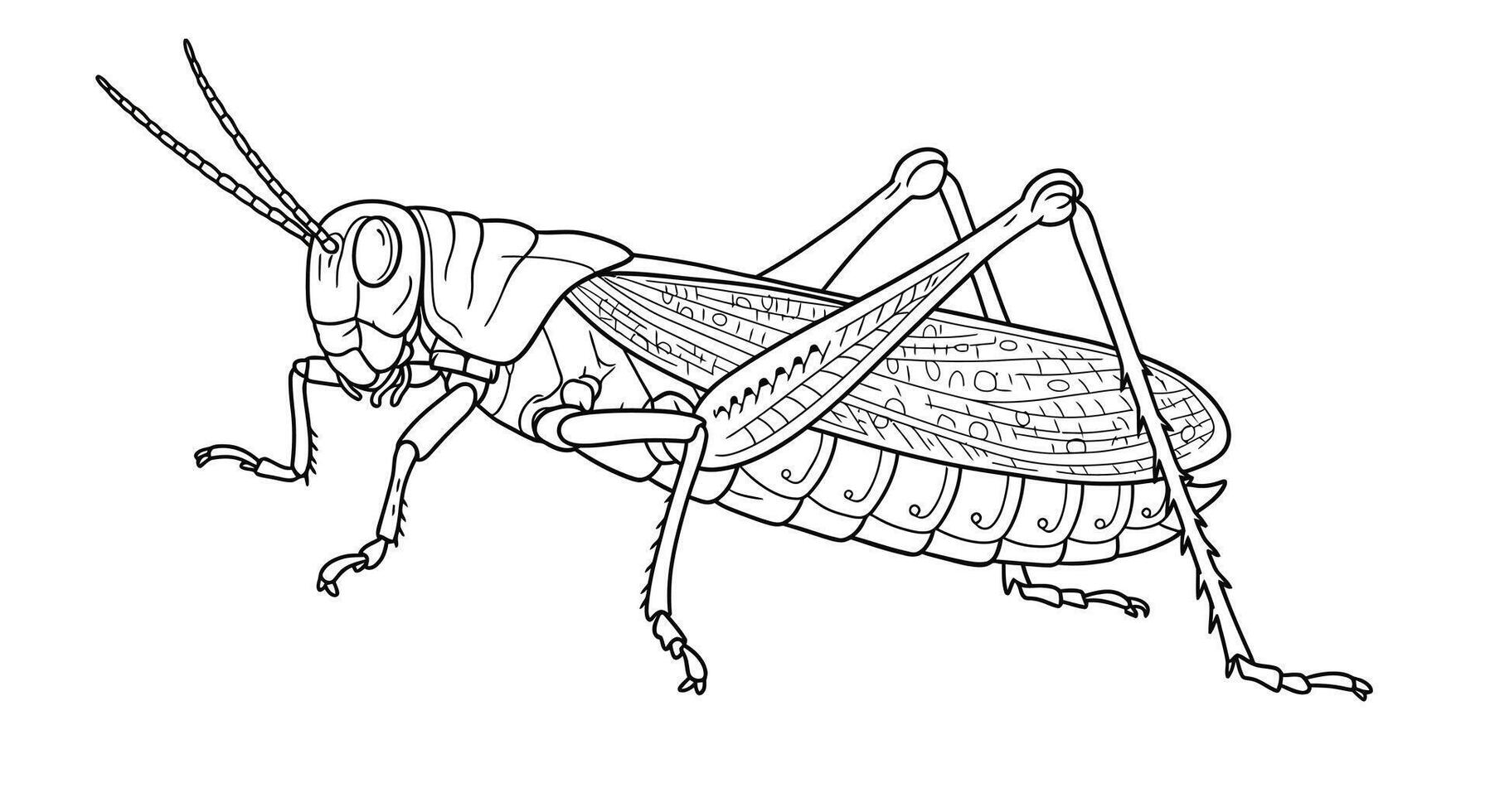 A grasshopper coloring page vector