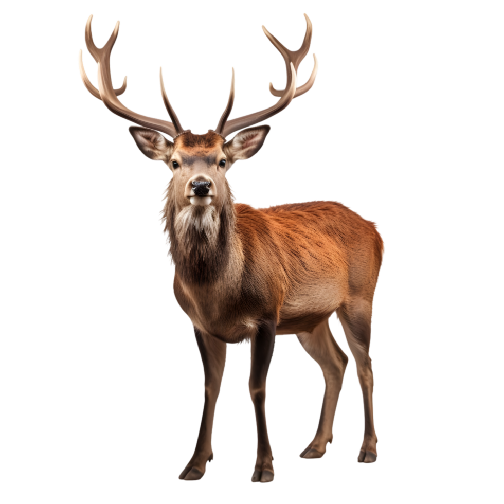 Majestic red deer with antlers standing tall in nature wildlife photography serene forest environment close-up view png