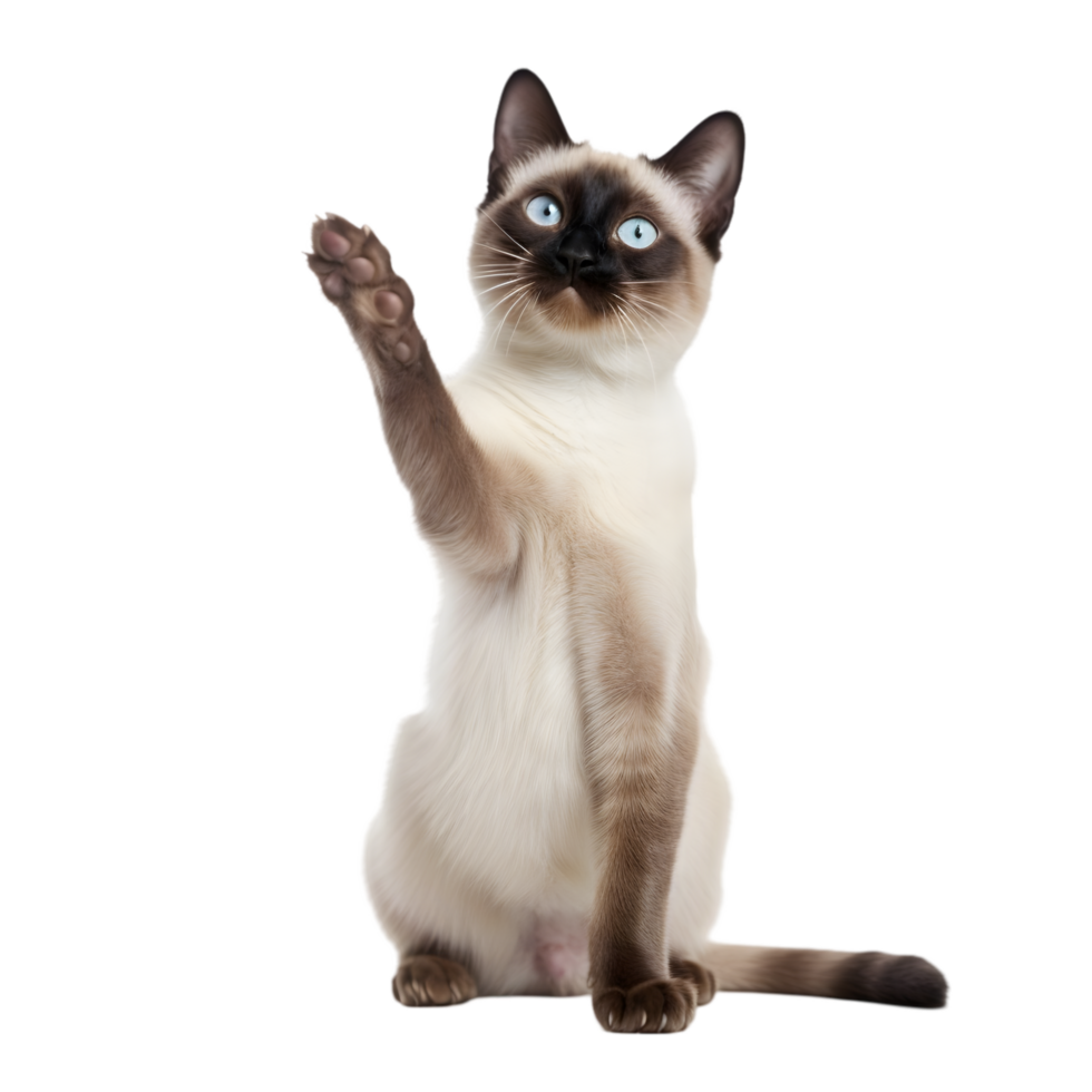 Siamese cat reaching up indoor setting animal photography cozy environment close-up view playful behavior png