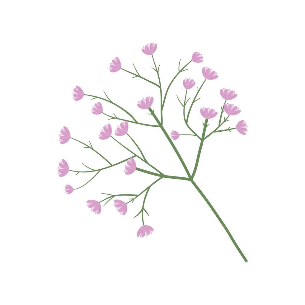 Gypsophila sprig. Ornamental plant for flower bouquets used by florists. Isolated illustration on white background. vector