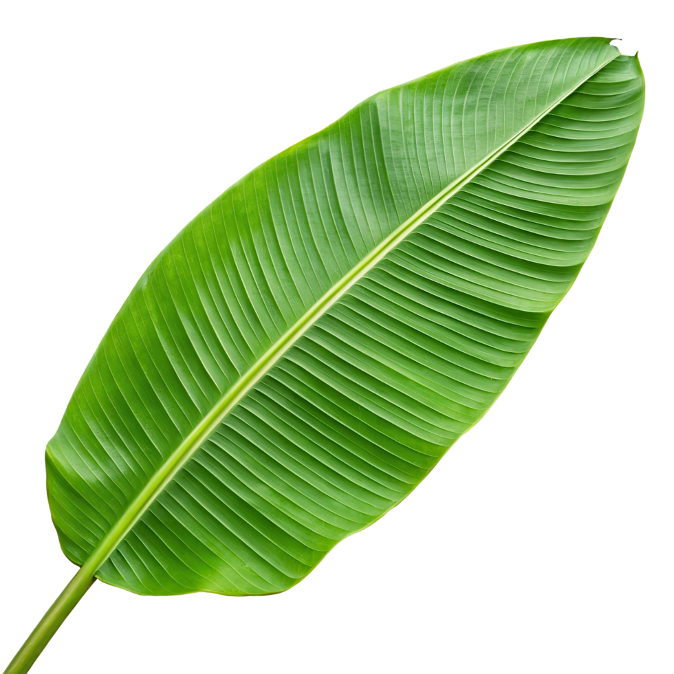 free banana leaf on transparent background png