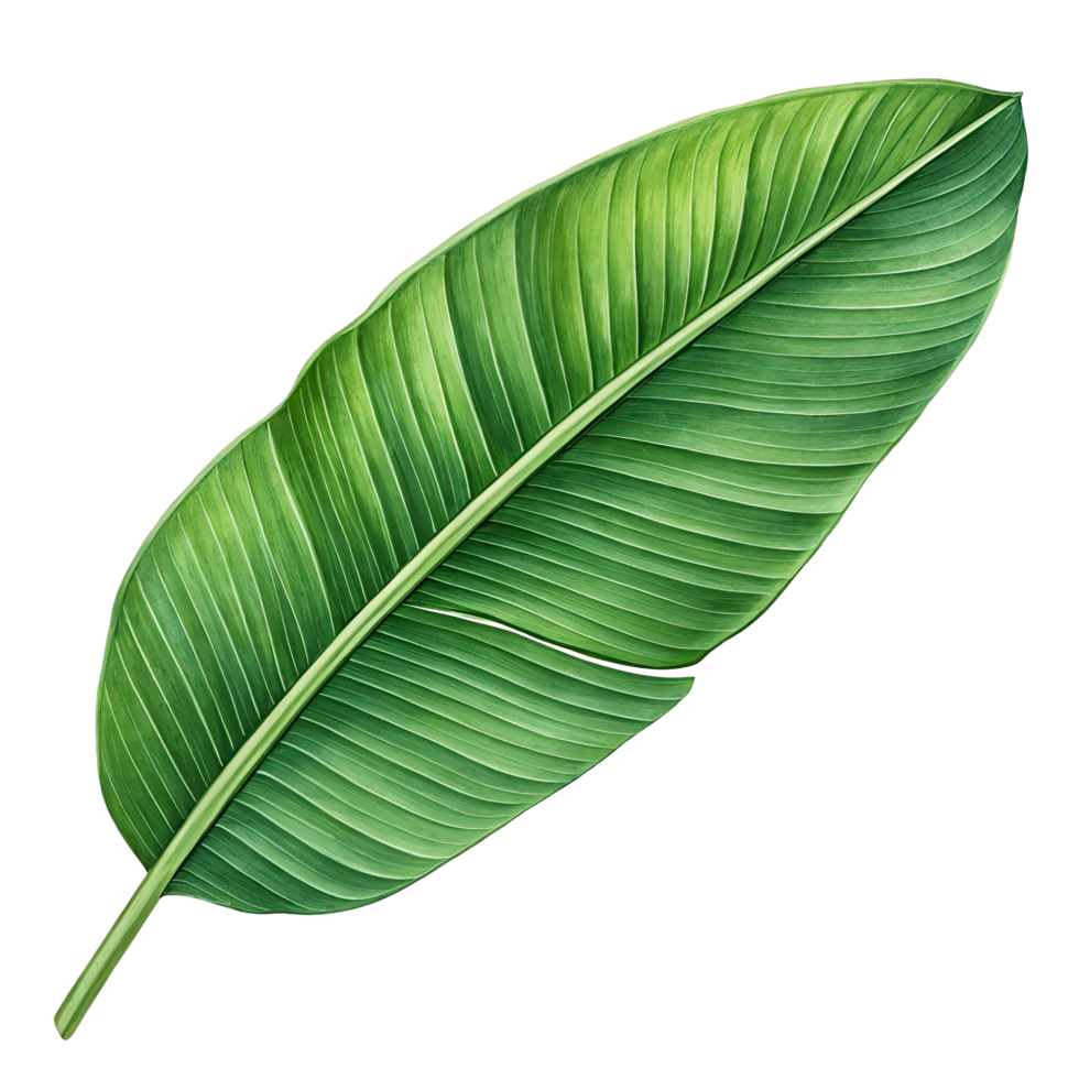 banana leaf, banana leaf, banana leaf, banana leaf, png