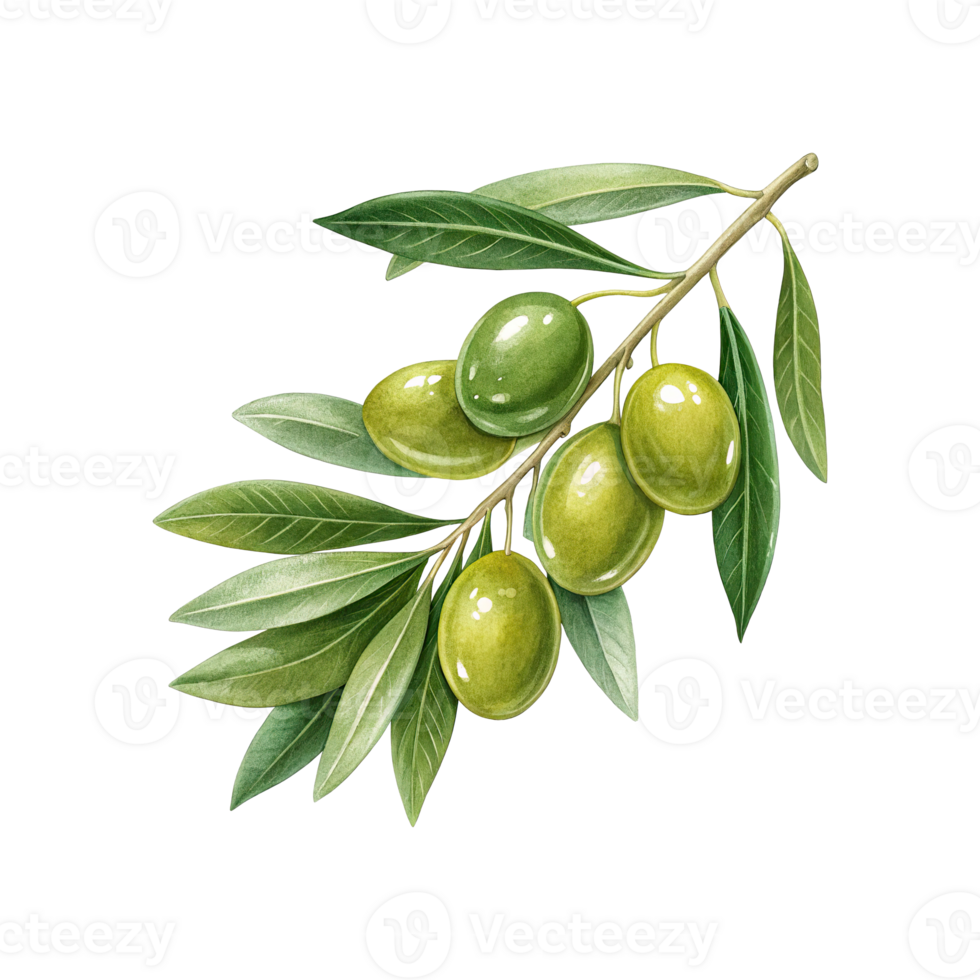 olives on a branch with leaves png