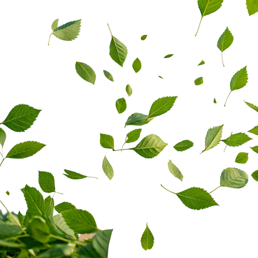green leaves falling from the sky, transparent background png