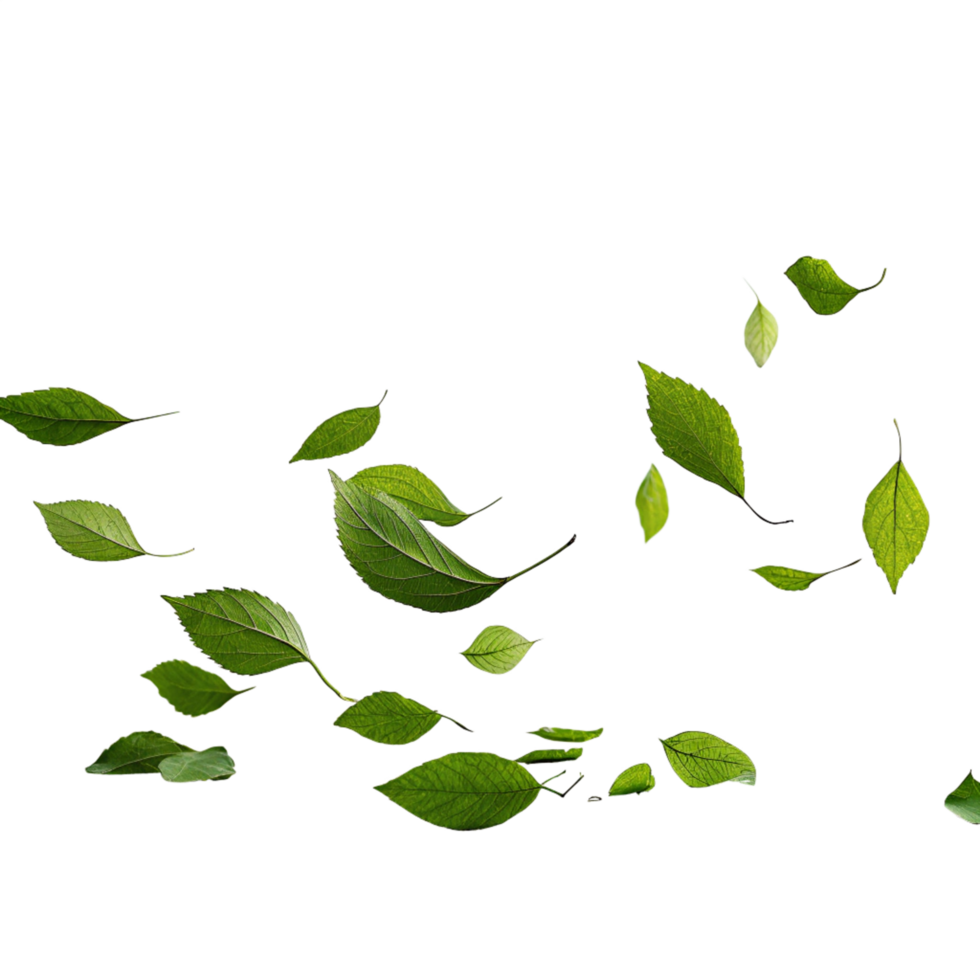 green leaves flying in the air on a transparent background png