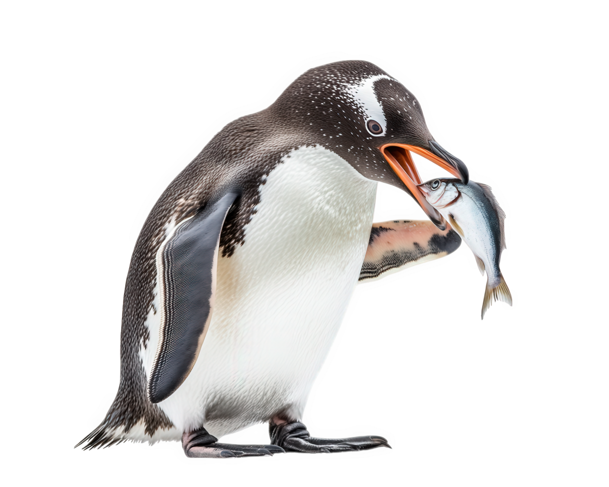 penguin holding fish, showcasing its natural feeding behavior in vibrant display. This captures essence of wildlife and beauty of nature png