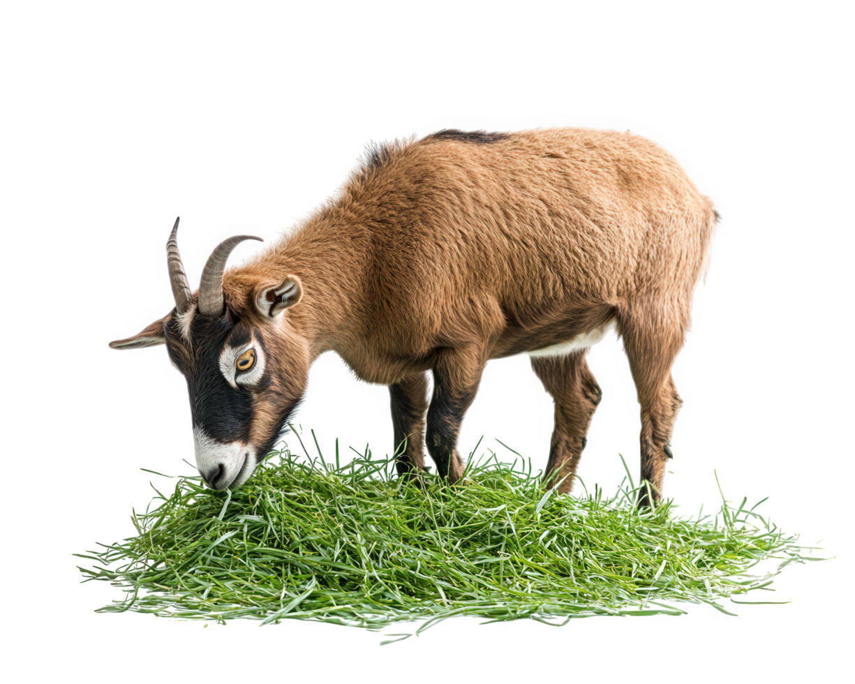 goat eating grass on transparency background, showcasing its natural behavior and texture of fur. This captures essence of farm life and animal feeding png
