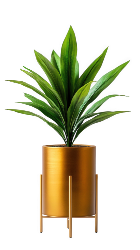 vibrant dracaena plant in tall, golden planter adds touch of elegance to any space. Its lush green leaves create refreshing atmosphere, perfect for home or office decor png