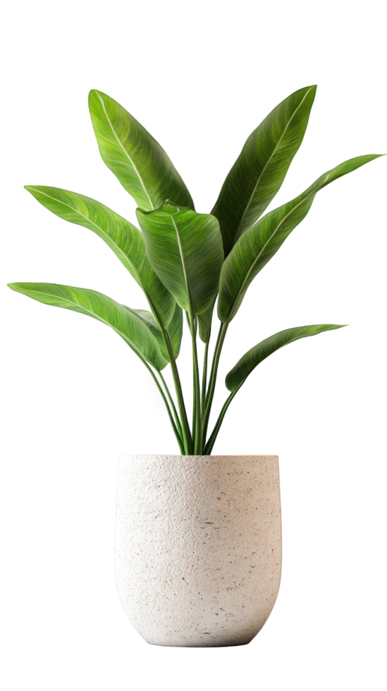 dracaena plant in tall, textured planter adds touch of greenery to any space. Its vibrant leaves create refreshing atmosphere, perfect for home or office decor png