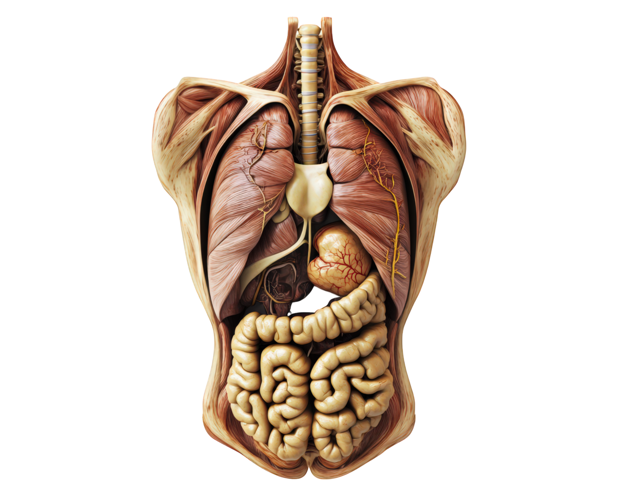Anatomical illustration of human torso showing internal organs, muscles, and systems. This detailed representation highlights complexity of human anatomy and its functions png