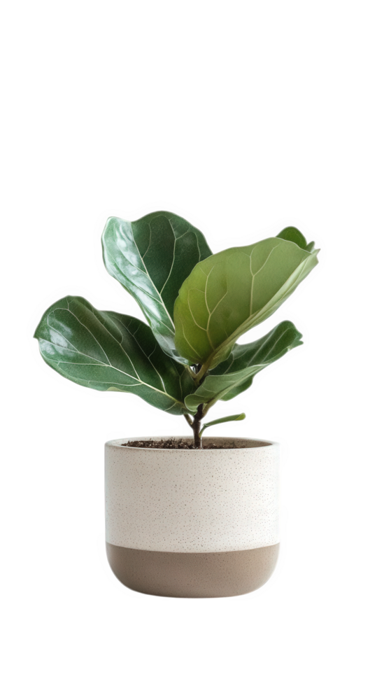 Fiddle leaf fig plant in ceramic pot, showcasing vibrant green leaves. This indoor plant adds touch of nature to any space, enhancing decor with its lush appearance png